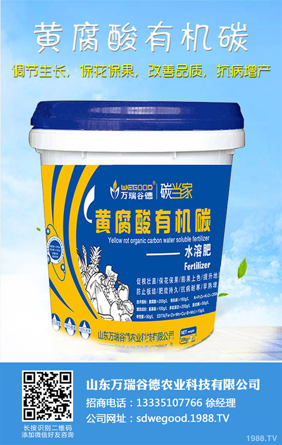 小白菜什么時(shí)候種植？小白菜高產(chǎn)種植技術(shù)