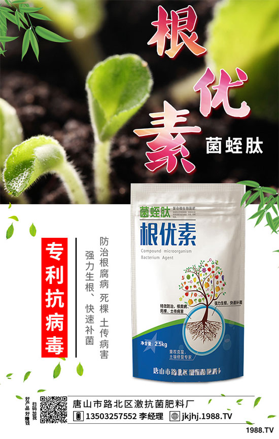 白菜霜霉病是如何引起的？有哪些危害？白菜霜霉病的預防措施
