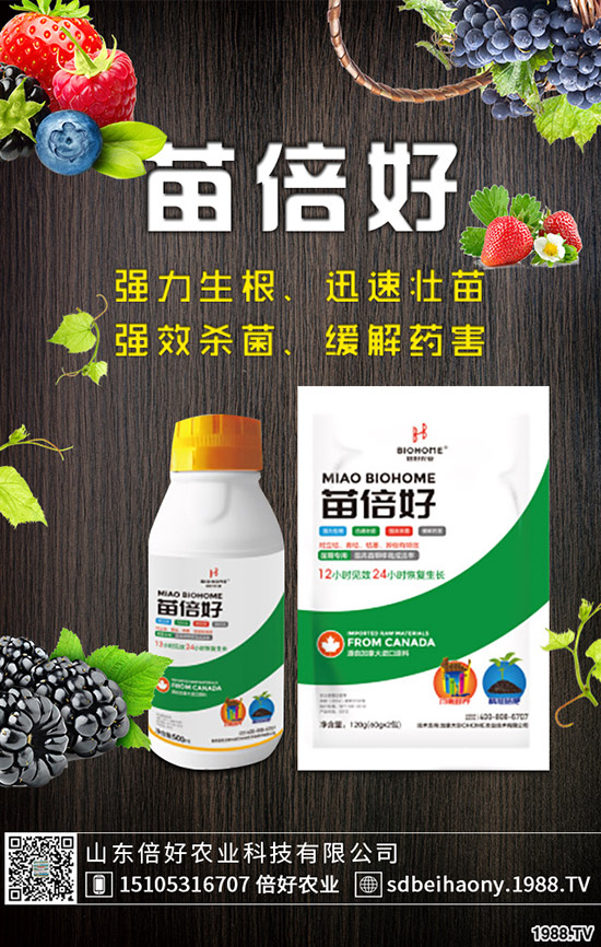 小麥播種后不出苗或苗弱的原因，如何提高小麥出苗率?