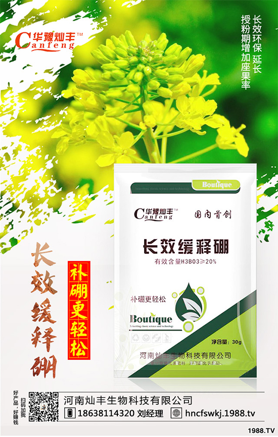 甘藍立枯病來襲，到底該如何防治？甘藍立枯病防治措施