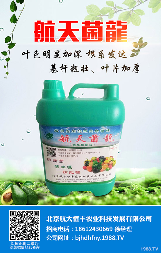 佛手瓜的種植方法有哪些？佛手瓜如何種植易高產(chǎn)？