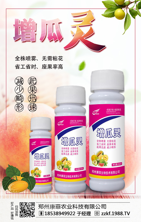 大棚南瓜怎么種植？大棚南瓜的種植中要點！