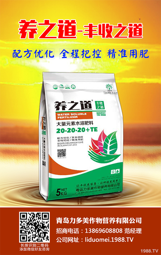 白皮松假活是咋回事？白皮松假活解決措施