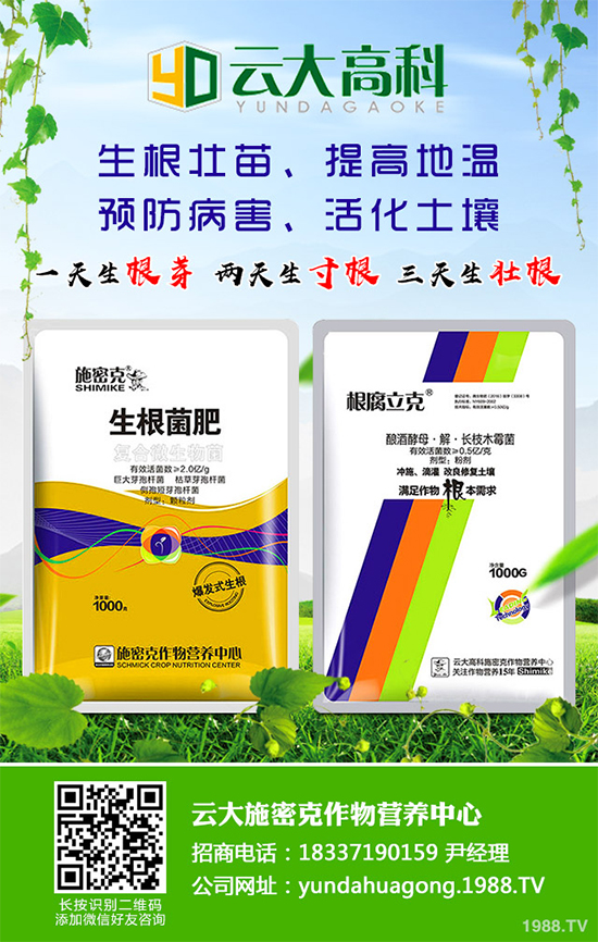 冬季能移植白皮松嗎？白皮松冬季移植攻略