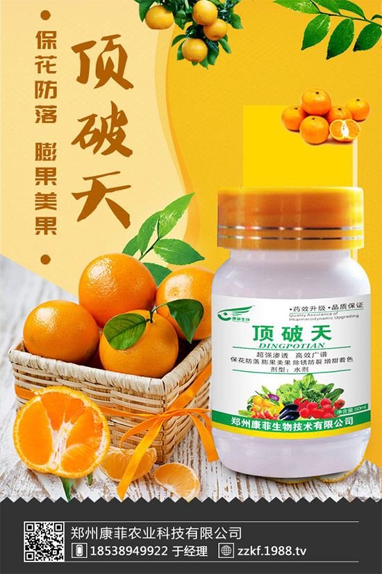 柑橘為什么會黃葉?柑橘黃葉的解決措施!