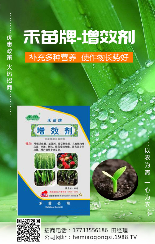 香瓜種植管理做好這些，產(chǎn)量收益有