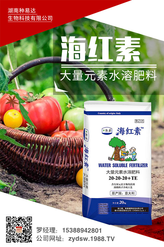 秋季草莓怎么栽？秋季大棚草莓的高產(chǎn)栽培技術(shù)及環(huán)境要求