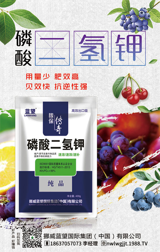 秋茬西紅柿定植注意事項(xiàng),秋茬西紅柿膨果期管理方法