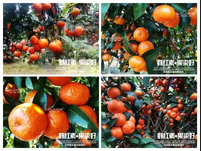 天然果實(shí)著色增甜劑——蝦紅素●果染好！