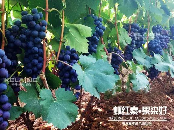 天然果實(shí)著色增甜劑——蝦紅素●果染好！