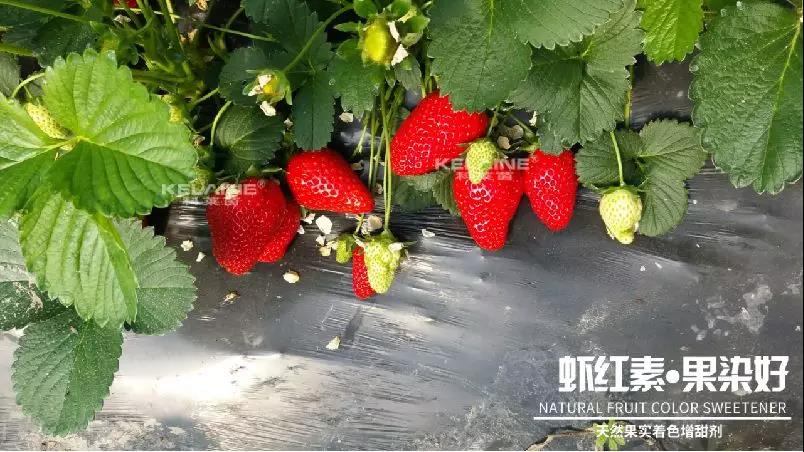 天然果實(shí)著色增甜劑——蝦紅素●果染好！