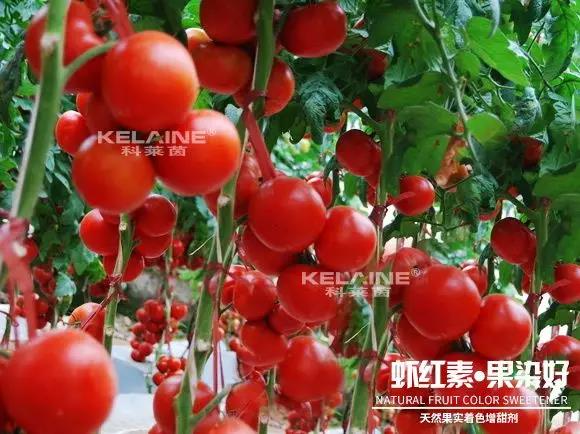 天然果實(shí)著色增甜劑——蝦紅素●果染好！