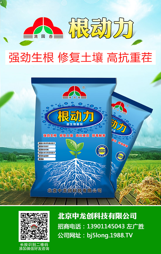 柑橘青苔病發(fā)病原因有哪些，柑橘青苔病防治措施！