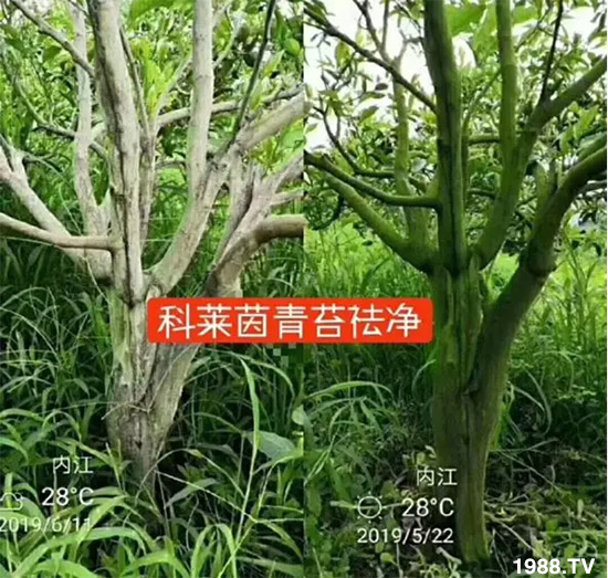 神奇除青苔劑！，不反彈！干凈，青苔無蹤！