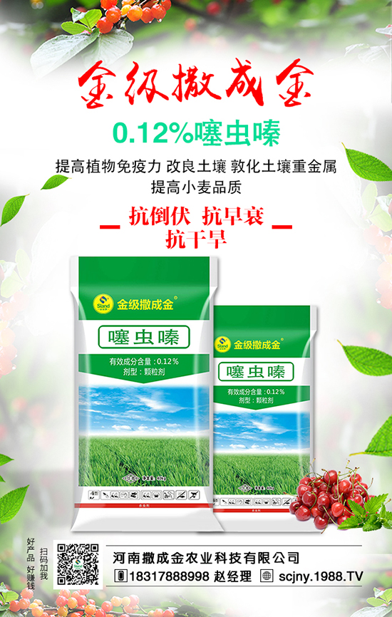 菠菜營(yíng)養(yǎng)豐富，想豐收，菠菜施肥很重要