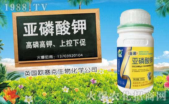 木瓜什么時(shí)候種植？木瓜種植時(shí)間及種植技術(shù)要點(diǎn)！