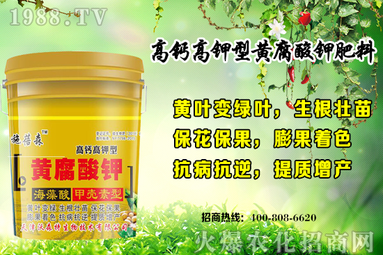 草莓生長對環(huán)境要求有哪些?秋季草莓定植注意事項和管理方式!