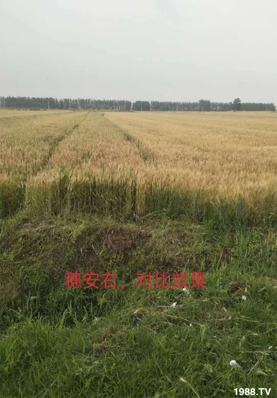 小麥赤霉病危害特點，防治小麥赤霉病用什么藥？