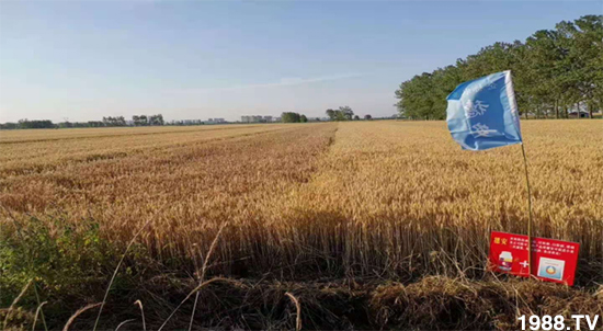 小麥赤霉病危害特點，防治小麥赤霉病用什么藥？