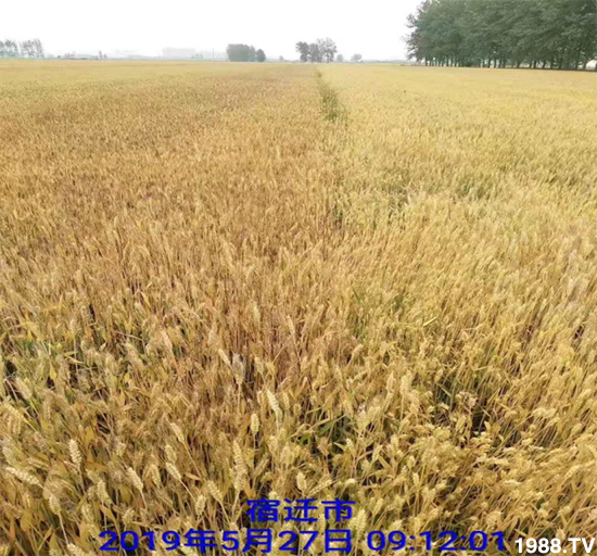 小麥赤霉病危害特點，防治小麥赤霉病用什么藥？