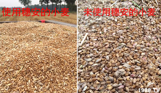 小麥赤霉病危害特點，防治小麥赤霉病用什么藥？