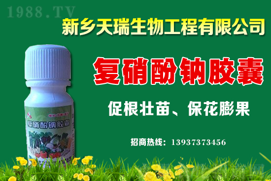 大蔥一畝地能產(chǎn)多少斤?大蔥價格為何上漲?