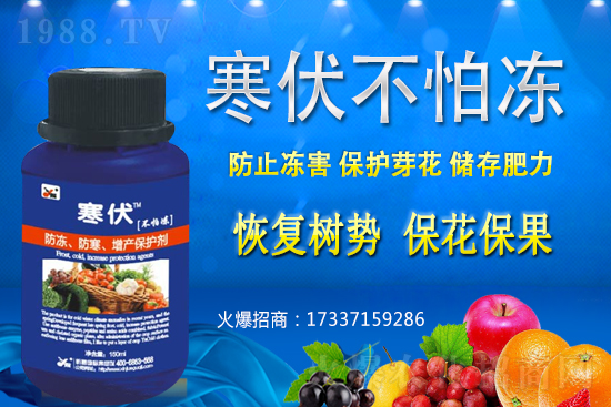 小麥凍害發(fā)生后該怎么辦？補救措施有哪些？小麥凍害和藥害如何區(qū)分？