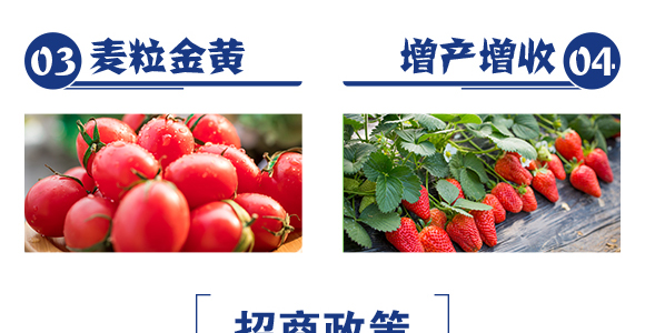 精品小麥高產套餐-賽普露_06