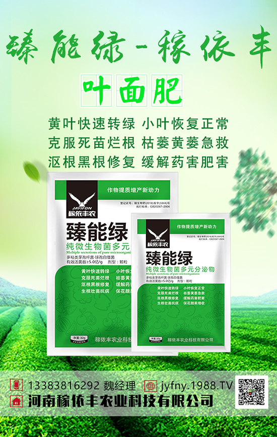 春季秋葵種植高產(chǎn)技術