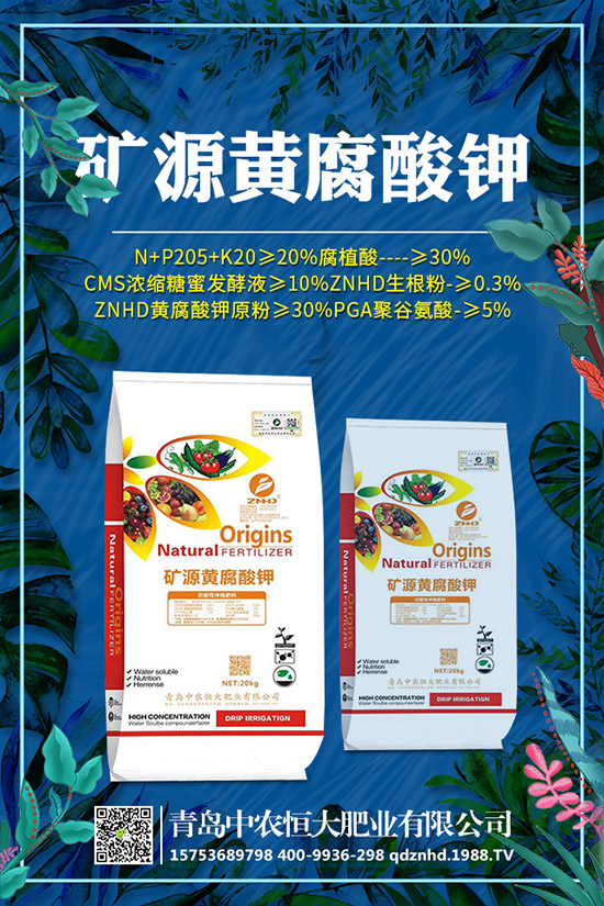 早春菠菜種植技術有哪些，田間管理要注意什么？