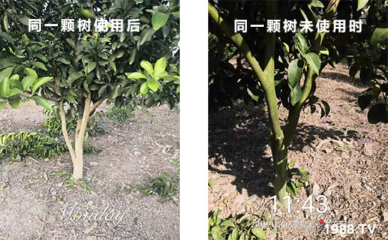 同一顆樹使用后和同一顆樹未使用時!