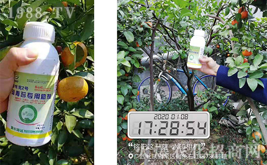 產(chǎn)品和果樹合影!