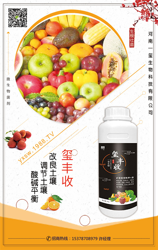 檳榔芋怎么種植？檳榔芋種植技術(shù)！