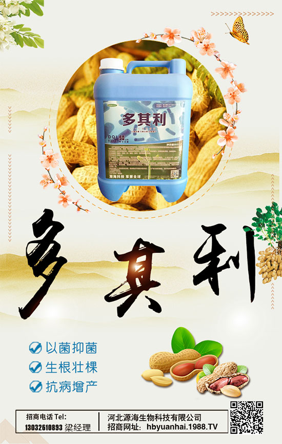 洋蔥什么時間種植好?洋蔥種植想高產怎么種植?