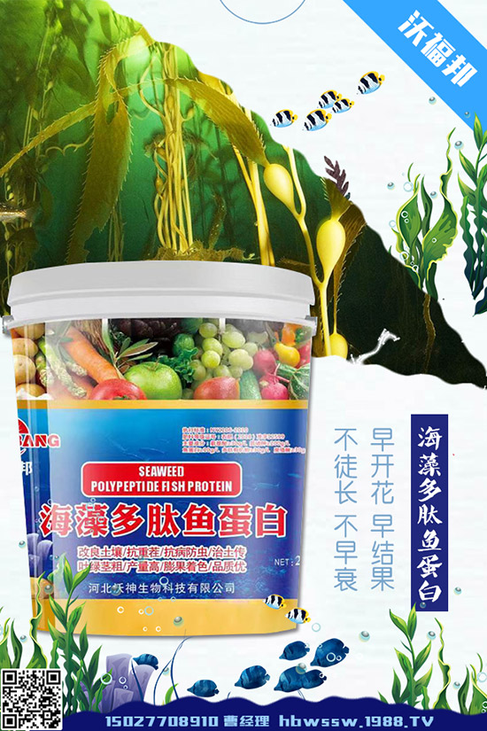     茄子種植需要注意哪些問題，茄子的水肥管理要點！