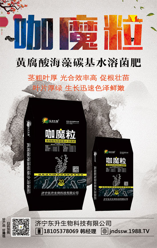 小香芹什么間種植時(shí)？小香芹種植方法要點(diǎn)！