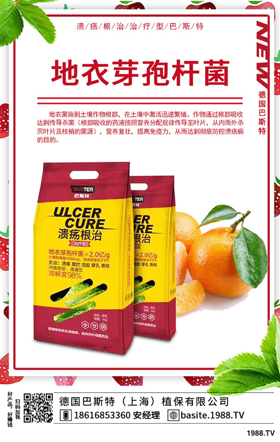  香椿怎么種植，種植密度該多大？香椿苗種植方法！