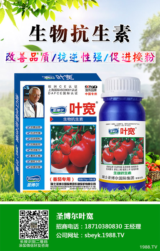 大棚薄皮甜瓜該如何栽培？薄皮甜瓜高產(chǎn)栽培技術(shù)