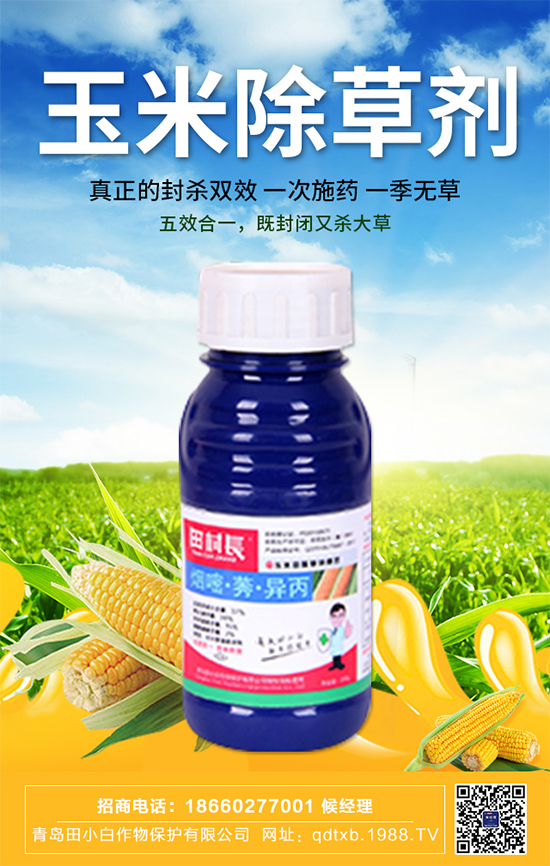 玉米種子拌種有什么作用？玉米苗期管理要點(diǎn)！