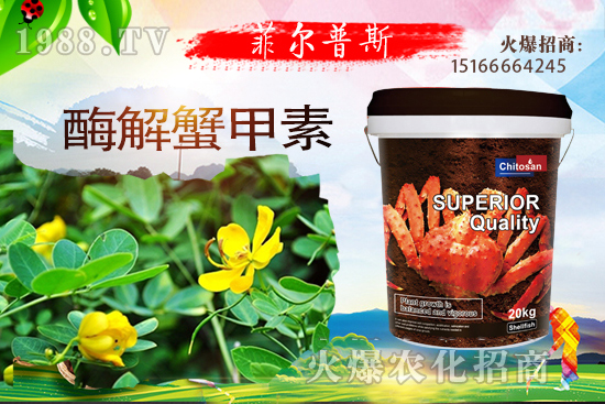 龍葵怎么種植？龍葵種植技術(shù)要點！