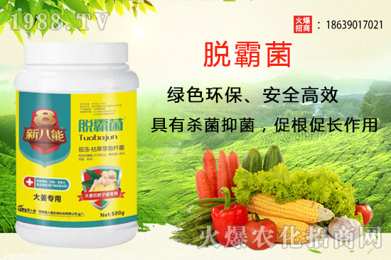 花生種植選什么品種？花生種植前景分析及品種推薦！