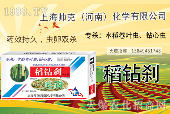     水稻鉆心蟲不好打？那是你沒用它！水稻鉆心蟲選對(duì)藥，防治不用愁！