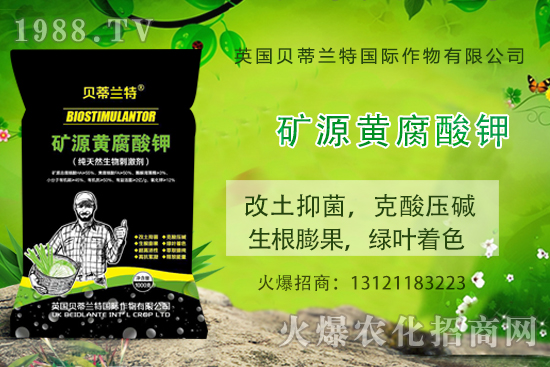 天竺葵怎么養(yǎng)，天竺葵養(yǎng)殖方法和注意事項(xiàng)！