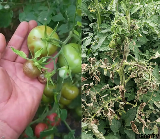 病毒病是如何發(fā)生的？有沒有好的防治措施？做好這幾個方面還有救！