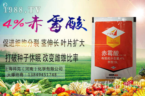 魔芋種植要點有哪些？魔芋市場價格及種植前景分析！