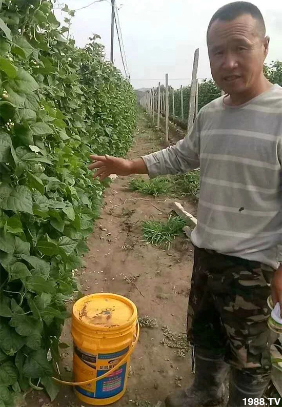 水溶肥市場大變革??？海藻精、魚蛋白將被它代替！1000多用戶鼎力推薦！