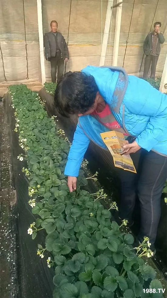 水溶肥市場大變革?。亢Ｔ寰?、魚蛋白將被它代替！1000多用戶鼎力推薦！