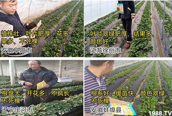 水溶肥市場大變革??？海藻精、魚蛋白將被它代替！1000多用戶鼎力推薦！