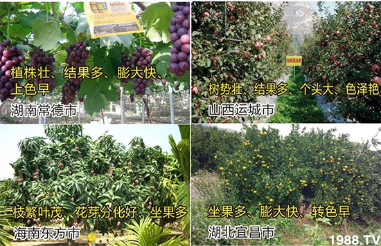 水溶肥市場大變革??？海藻精、魚蛋白將被它代替！1000多用戶鼎力推薦！