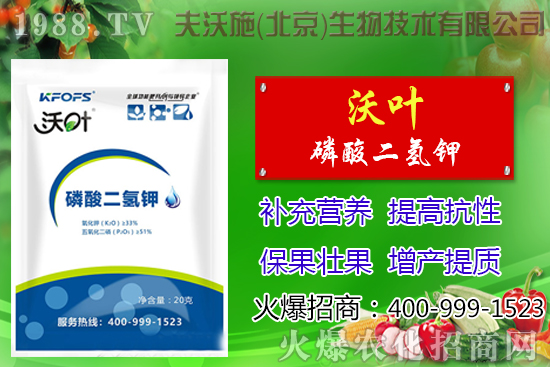 西紅柿摘葉有哪些好處，番茄摘葉技術(shù)及注意事項！
